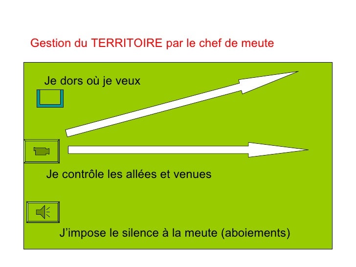 Comportement du chien Comportement du chien