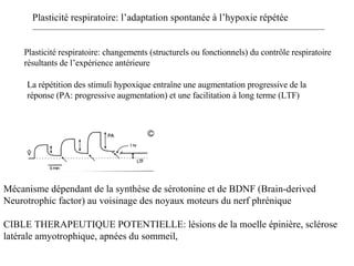 Plasticité respiratoire: l’adaptation spontanée à l’hypoxie répétée A: Réponse du nerf phrénique à la stimulation des c stimulation des chémorécepteurs ou à la stimulation électrique directe. Barre : 120 sec.  F diminue après la stimulation B: AR: acute response STP: short term potentiation STD: short term depression D: en hypoxie soutenue la ventilation augmente, puis diminue.  Powell et al 1998 Plasticité respiratoire: changements (structurels ou fonctionnels) du contrôle respiratoire résultants de l’expérience antérieure Mécanisme dépendant de la synthèse de sérotonine et de BDNF (Brain-derived Neurotrophic factor) au voisinage des noyaux moteurs du nerf phrénique CIBLE THERAPEUTIQUE POTENTIELLE: lésions de la moelle épinière, sclérose latérale amyotrophique, apnées du sommeil, La répétition des stimuli hypoxique entraîne une augmentation progressive de la réponse (PA: progressive augmentation) et une facilitation à long terme (LTF) 