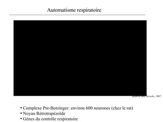 Blanchi and Sieweke, 2007 Automatisme respiratoire Complexe Pre-Botzinger: environ 600 neurones (chez le rat) Noyau Rétrotrapézoïde Gènes du contrôle respiratoire  