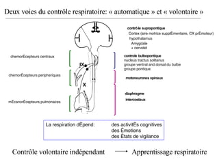 La respiration dépend:  des activités cognitives des émotions des états de vigilance Deux voies du contrôle respiratoire: « automatique » et « volontaire » Apprentissage respiratoire Contrôle volontaire indépendant chemorécepteurs peripheriques  contrôle suprapontique Cortex (aire motrice supplémentaire, CX prémoteur) hypothalamus controle bulbopontique nucleus tractus solitarius  groupe ventral and dorsal du bulbe groupe pontique motoneurones spinaux   chemorécepteurs centraux mécanorécepteurs pulmonaires IX X diaphragme intercostaux Amygdale + cervelet 