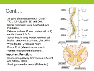 Cont.…
• 31 pairs of spinal Nerve.(C1–C8),(T1–
T12), (L1–L5), (S1–S5) and Co1.
• Spinal meninges: Dura, Arachnoid. And
Pia matter.
• External surface: Conus medularis(L1-L2)
cauda equina (L3-L5)
• Spinal Tissue: Gray Matter(neuronal cell
bodies, dendrites, axons and glial cells)
• White Matter (Myelinated Axon)
• Dorsal Root (afferent sensory root)
• Ventral Root(Efferent motor root).
Important Function:
• Conduction pathway for impulses.(Efferent
and Afferent Root)
• Serving as a reflex center.(Reflex Arc)
 