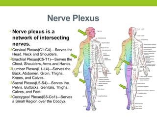 Nerve Plexus
• Nerve plexus is a
network of intersecting
nerves.
Cervical Plexus(C1-C4)—Serves the
Head, Neck and Shoulders.
Brachial Plexus(C5-T1)—Serves the
Chest, Shoulders, Arms and Hands.
Lumbar Plexus(L1-L4)—Serves the
Back, Abdomen, Groin, Thighs,
Knees, and Calves.
Sacral Plexus(L5-S4)—Serves the
Pelvis, Buttocks, Genitals, Thighs,
Calves, and Feet.
Coccygeal Plexus(S5-Co1)—Serves
a Small Region over the Coccyx.
 