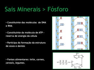 Sais Minerais > Fósforo
• Constituinte das moléculas de DNA
e RNA
• Constituinte da molécula de ATP –
reserva de energia da célula
• Participa da formação da estrutura
de ossos e dentes
• Fontes alimentares: leite, carnes,
cereais, legumes.
 