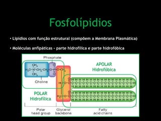 Fosfolípidios
• Lipídios com função estrutural (compõem a Membrana Plasmática)
• Moléculas anfipáticas – parte hidrofílica e parte hidrofóbica
POLAR
Hidrofílica
APOLAR
Hidrofóbica
 