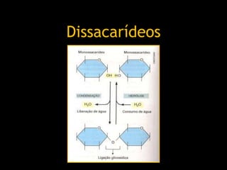 Dissacarídeos
 