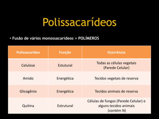 Polissacarídeos
Polissacarídeo Função Ocorrência
Celulose Estutural
Todas as células vegetais
(Parede Celular)
Amido Energética Tecidos vegetais de reserva
Glicogênio Energética Tecidos animais de reserva
Quitina Estrutural
Células de fungos (Parede Celular) e
alguns tecidos animais
(contém N)
• Fusão de vários monossacarídeos > POLÍMEROS
 