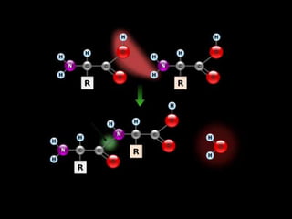 Quem são os aminoácidos?
• São moléculas orgânicas formadas por carbono,
hidrogênio, oxigênio e nitrogênio (alguns aminoácidos
podem ter enxofre).
• Existem 20 aminoácidos, sendo 10 deles essenciais e
10 não essenciais.
 
