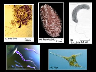 Neurônio Protozoário
Bactéria
(C) Espermatozóide (E) Alga
 