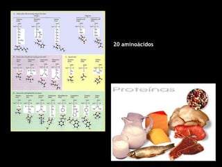 20 aminoácidos
AMINOÁCIDOS ESSENCIAIS: não
sintetizados pelo organismo
AMINOÁCIDOS NÃO-ESSENCIAIS:
produzidos pelo próprio organismo
10
De onde?
DIETA!
 