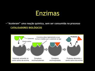 Enzimas
• “Aceleram” uma reação química, sem ser consumida no processo
CATALISADORES BIOLÓGICOS
 