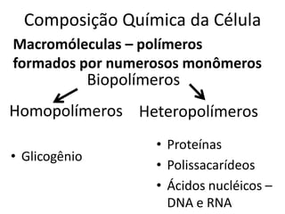 Composição Química da Célula
Macromóleculas – polímeros
formados por numerosos monômeros
               Biopolímeros
Homopolímeros Heteropolímeros
                       • Proteínas
• Glicogênio
                       • Polissacarídeos
                       • Ácidos nucléicos –
                         DNA e RNA
 