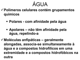 ÁGUA
Polímeros celulares contém grupamentos
 químicos

   Polares - com afinidade pela água

   Apolares – não têm afinidade pela
    água, repelindo-a
Moléculas anfipáticas – geralmente
 alongadas, associa-se simultaneamente à
 água e a compostos hidrofílicos em uma
 extremidade e a compostos hidrofóbicos na
 outra
 
