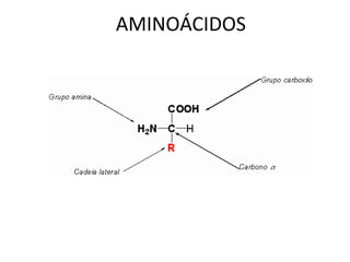 AMINOÁCIDOS
 