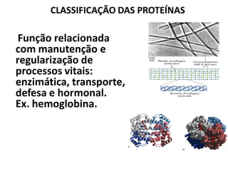 CLASSIFICAÇÃO DAS PROTEÍNAS

 Função relacionada
com manutenção e
regularização de
processos vitais:
enzimática, transporte,
defesa e hormonal.
Ex. hemoglobina.
 