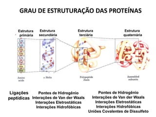 GRAU DE ESTRUTURAÇÃO DAS PROTEÍNAS

    Estrutura    Estrutura            Estrutura                Estrutura
     primária    secundária            terciária              quaternária




 Ligações      Pontes de Hidrogênio              Pontes de Hidrogênio
peptídicas Interações de Van der Waals       Interações de Van der Waals
                Interações Eletrostáticas      Interações Eletrostáticas
                 Interações Hidrofóbicas        Interações Hidrofóbicas
                                            Uniões Covalentes de Dissulfeto
 