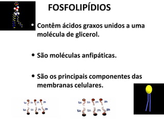 FOSFOLIPÍDIOS
• Contêm ácidos graxos unidos a uma
  molécula de glicerol.

• São moléculas anfipáticas.

• São os principais componentes das
  membranas celulares.
 