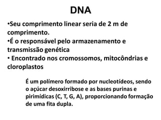 DNA
•Seu comprimento linear seria de 2 m de
comprimento.
•É o responsável pelo armazenamento e
transmissão genética
• Encontrado nos cromossomos, mitocôndrias e
cloroplastos

     É um polímero formado por nucleotídeos, sendo
     o açúcar desoxirribose e as bases purinas e
     pirimídicas (C, T, G, A), proporcionando formação
     de uma fita dupla.
 