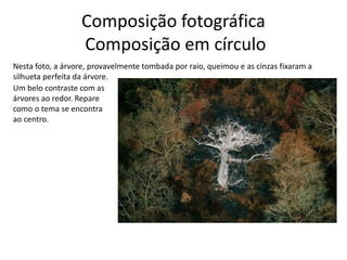 Composição fotográfica
Composição em círculo
Nesta foto, a árvore, provavelmente tombada por raio, queimou e as cinzas fixaram a
silhueta perfeita da árvore.
Um belo contraste com as
árvores ao redor. Repare
como o tema se encontra
ao centro.
 