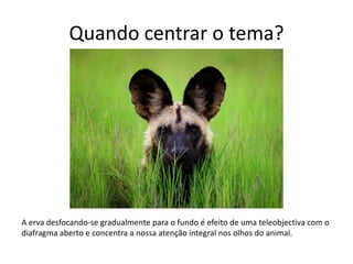 Quando centrar o tema?
A erva desfocando-se gradualmente para o fundo é efeito de uma teleobjectiva com o
diafragma aberto e concentra a nossa atenção integral nos olhos do animal.
 