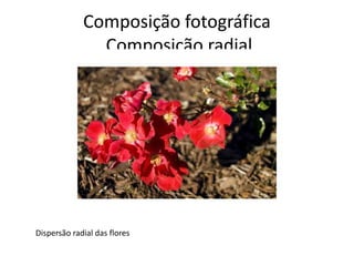 Composição fotográfica
Composição radial
Dispersão radial das flores
 
