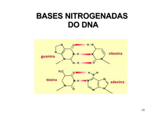 BASES NITROGENADAS DO DNA 