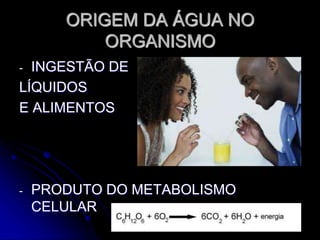 ORIGEM DA ÁGUA NO
ORGANISMO
- INGESTÃO DE
LÍQUIDOS
E ALIMENTOS
- PRODUTO DO METABOLISMO
CELULAR
 