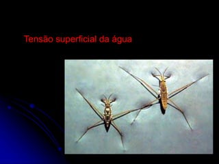 Tensão superficial da água
 