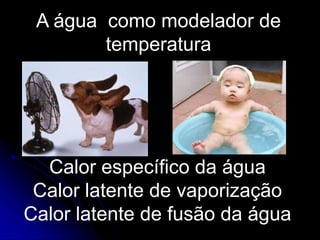 A água como modelador de
temperatura
Calor específico da água
Calor latente de vaporização
Calor latente de fusão da água
 