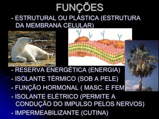 FUNÇÕES
- ESTRUTURAL OU PLÁSTICA (ESTRUTURA
DA MEMBRANA CELULAR)
- RESERVA ENERGÉTICA (ENERGIA)
- ISOLANTE TÉRMICO (SOB A PELE)
- FUNÇÃO HORMONAL ( MASC. E FEM.)
- ISOLANTE ELÉTRICO (PERMITE A
CONDUÇÃO DO IMPULSO PELOS NERVOS)
- IMPERMEABILIZANTE (CUTINA)
 
