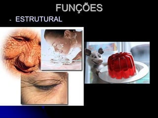 FUNÇÕES
- ESTRUTURAL
 