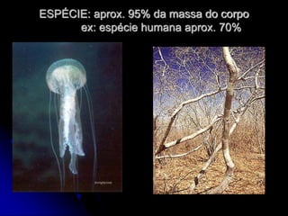 ESPÉCIE: aprox. 95% da massa do corpo
ex: espécie humana aprox. 70%
 