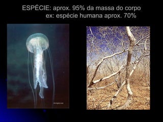 ESPÉCIE: aprox. 95% da massa do corpo
ESPÉCIE: aprox. 95% da massa do corpo
ex: espécie humana aprox. 70%
ex: espécie humana aprox. 70%
 