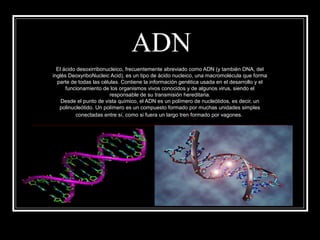 ADN
El ácido desoxirribonucleico, frecuentemente abreviado como ADN (y también DNA, del
inglés DeoxyriboNucleic Acid), es un tipo de ácido nucleico, una macromolécula que forma
parte de todas las células. Contiene la información genética usada en el desarrollo y el
funcionamiento de los organismos vivos conocidos y de algunos virus, siendo el
responsable de su transmisión hereditaria.
Desde el punto de vista químico, el ADN es un polímero de nucleótidos, es decir, un
polinucleótido. Un polímero es un compuesto formado por muchas unidades simples
conectadas entre sí, como si fuera un largo tren formado por vagones.
 