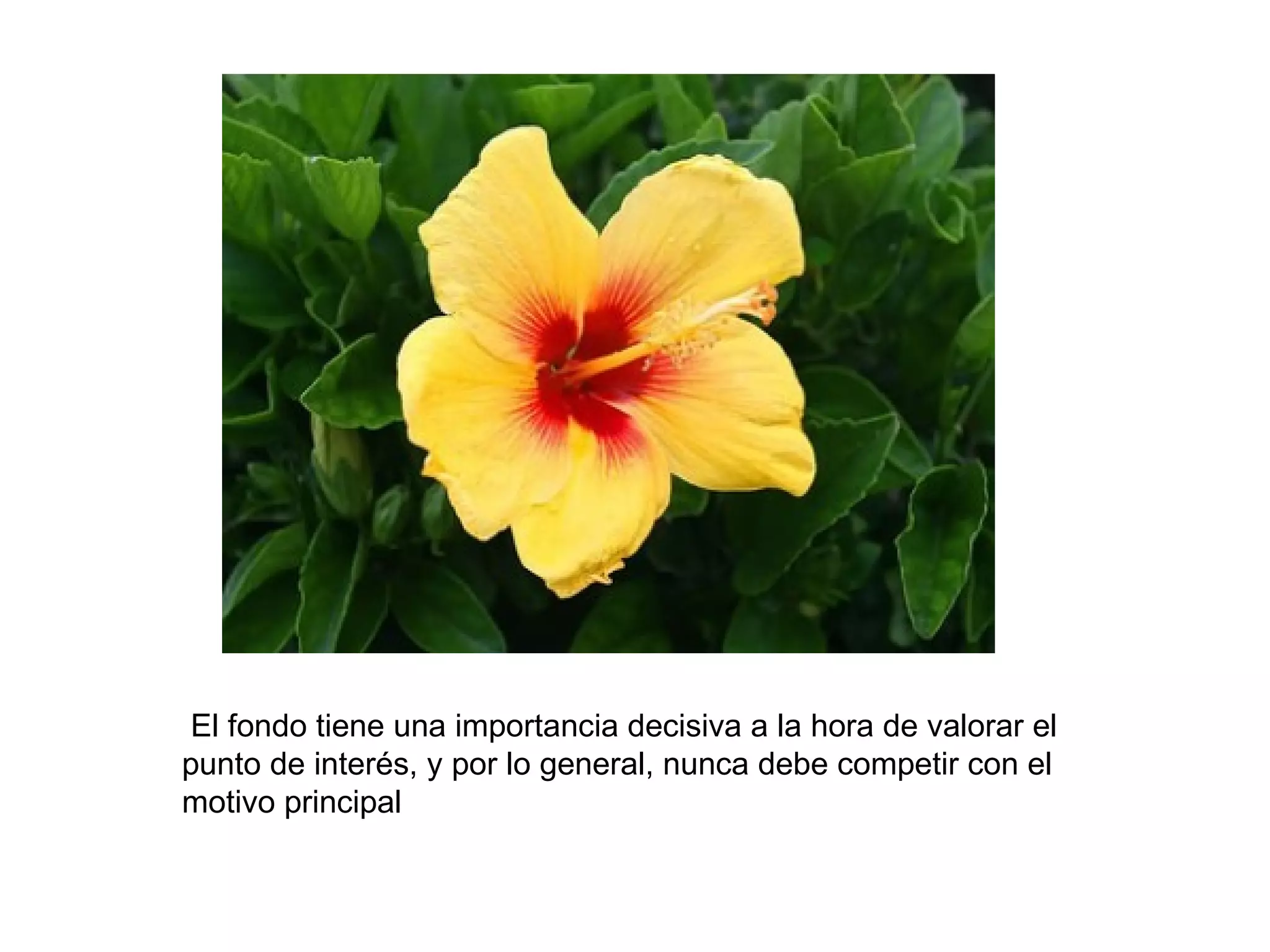 El fondo tiene una importancia decisiva a la hora de valorar el
punto de interés, y por lo general, nunca debe competir con el
motivo principal
 