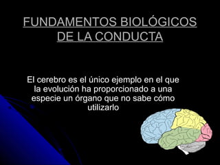 FUNDAMENTOS BIOLÓGICOS
    DE LA CONDUCTA


El cerebro es el único ejemplo en el que
  la evolución ha proporcionado a una
 especie un órgano que no sabe cómo
                utilizarlo
 