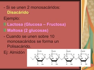 - Si se unen 2 monosacáridos:  Disacárido . Ejemplo:  Lactosa (Glucosa – Fructosa) Maltosa (2 glucosas)   - Cuando se unen sobre 10 monosacáridos se forma un Polisacárido. Ej: Almidón  