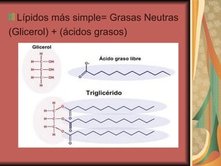 Lípidos más simple= Grasas Neutras (Glicerol) + (ácidos grasos)  