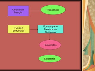 Almacenan  Energía  Triglicéridos  Función Estructural  Forman parte Membranas Biológicas Fosfolípidos Colesterol  