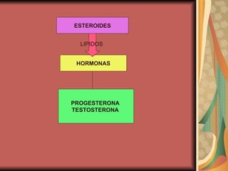 HORMONAS ESTEROIDES LIPIDOS  PROGESTERONA  TESTOSTERONA   