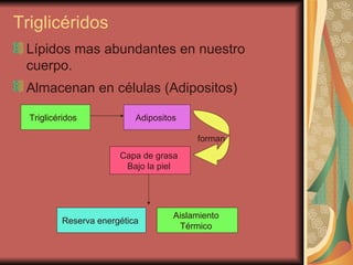 Triglicéridos  Lípidos mas abundantes en nuestro cuerpo. Almacenan en células (Adipositos)   Triglicéridos  Adipositos  forman Capa de grasa  Bajo la piel  Reserva energética  Aislamiento  Térmico  