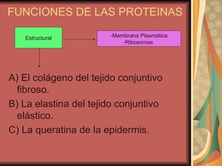 FUNCIONES DE LAS PROTEINAS  A) El colágeno del tejido conjuntivo fibroso.  B) La elastina del tejido conjuntivo elástico.  C) La queratina de la epidermis.  Estructural Membrana Plasmática Ribosomas  