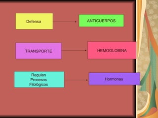 Defensa  ANTICUERPOS TRANSPORTE HEMOGLOBINA Regulan  Procesos  Filológicos  Hormonas  