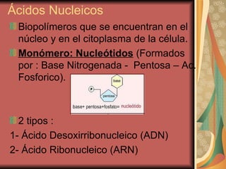 Ácidos Nucleicos  Biopolímeros que se encuentran en el núcleo y en el citoplasma de la célula. Monómero: Nucleótidos  (Formados por : Base Nitrogenada -  Pentosa – Ac. Fosforico).    2 tipos :  1- Ácido Desoxirribonucleico (ADN) 2- Ácido Ribonucleico (ARN)  