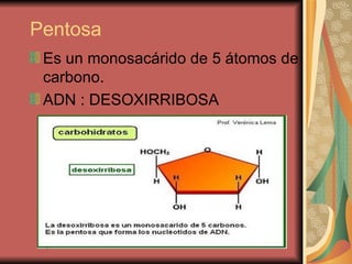 Pentosa  Es un monosacárido de 5 átomos de carbono.  ADN : DESOXIRRIBOSA  