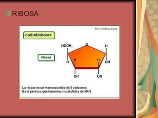RIBOSA 