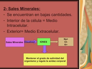 2- Sales Minerales:   Se encuentran en bajas cantidades. Interior de la célula = Medio Intracelular. Exterior= Medio Extracelular.  Sales Minerales   Disuelven   IONES  Mantener el grado de salinidad del  organismo y regula la acidez corporal   Na+ Cl- K+ 