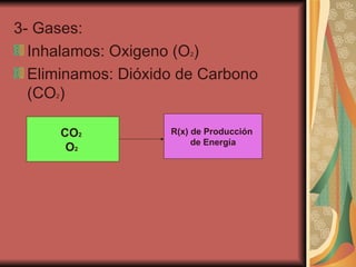 3- Gases: Inhalamos: Oxigeno (O 2 ) Eliminamos: Dióxido de Carbono (CO 2 ) CO 2   O 2   R(x) de Producción  de Energía 