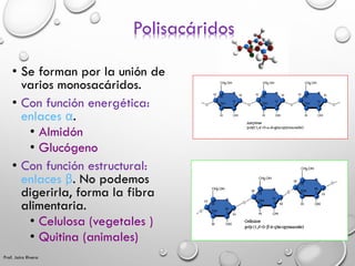 Polisacáridos
• Se forman por la unión de
varios monosacáridos.
• Con función energética:
enlaces α.
• Almidón
• Glucógeno...