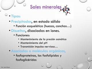 Sales minerales
• Tipos:
• Precipitadas, en estado sólido
• Función esquelética (huesos, conchas…)
• Disueltas, disociadas...