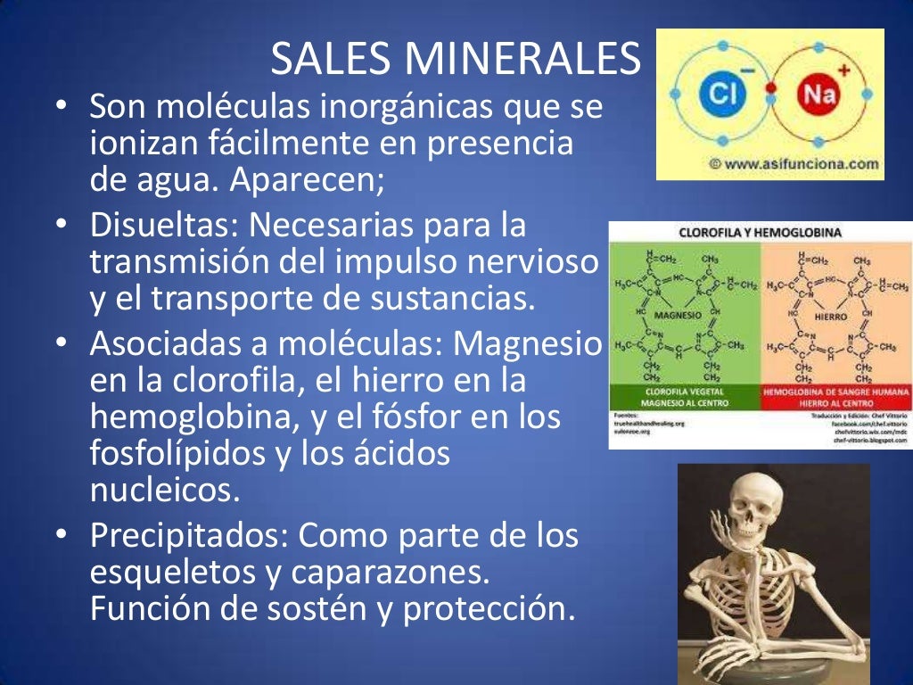 Composición química de los seres vivos
